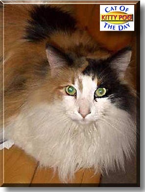 Kitty Poo, the Cat of the Day