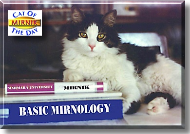 Mirnik Sylvester, the Cat of the Day