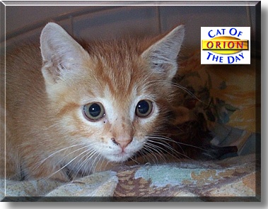 Orion, the Cat of the Day