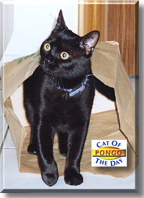 Pongo, the Cat of the Day