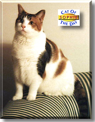 Sophie, the Cat of the Day
