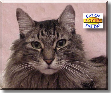Rocky, the Cat of the Day