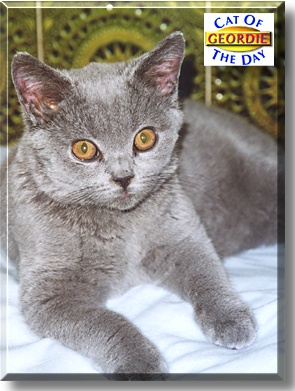 Geordie, the Cat of the Day