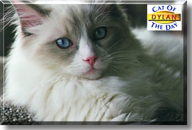 Dylan, the Cat of the Day