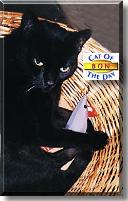 Bon, the Cat of the Day