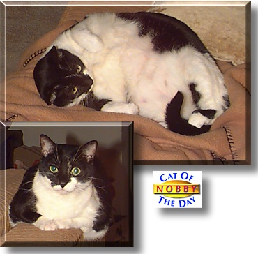 Nobby, the Cat of the Day