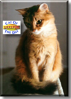 Ukkepuk, the Cat of the Day