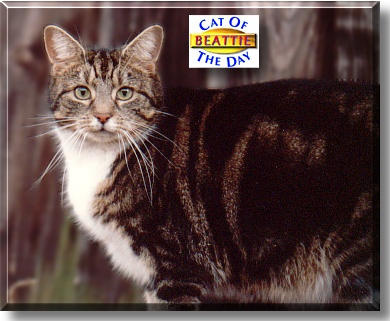 Beattie, the Cat of the Day