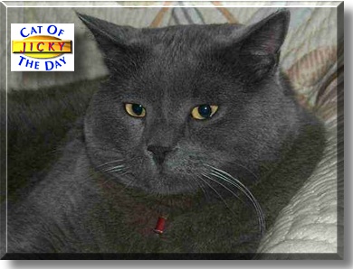 Jicky, the Cat of the Day