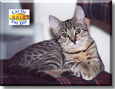 Nala, the Cat of the Day