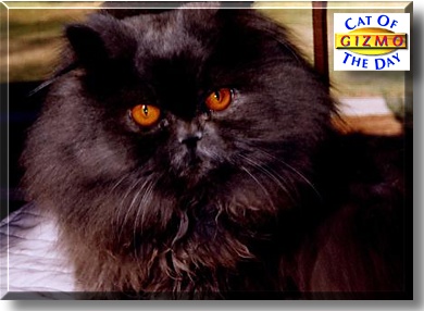 Gizmo, the Cat of the Day