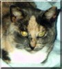 Gracie