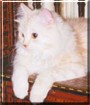 Meaw