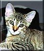 O'Malley