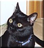 Pongo