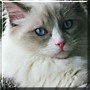 Dylan