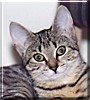 Nala