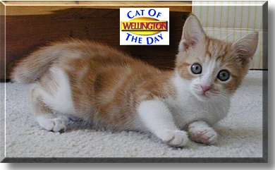 Wellington, the Cat of the Day