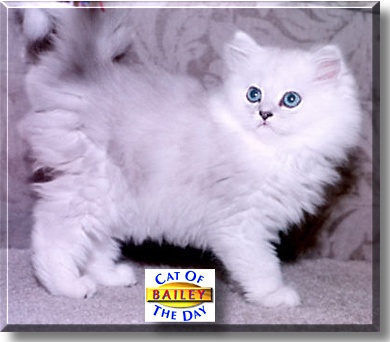 Bailey, the Cat of the Day