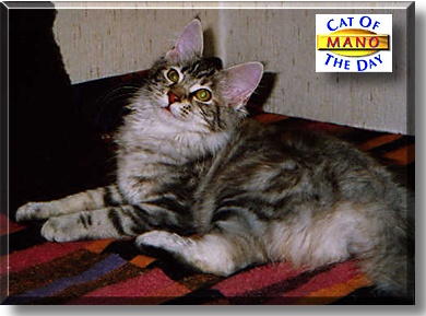 Mano, the Cat of the Day