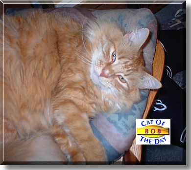 Bob, the Cat of the Day