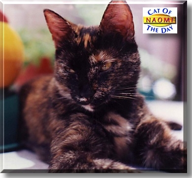 Naomi, the Cat of the Day