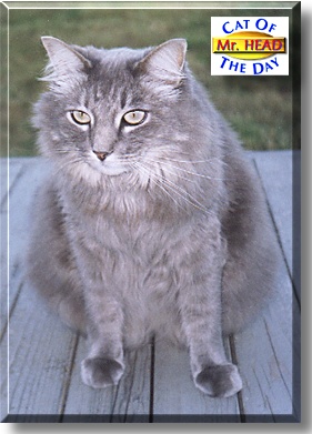 Mr. Head, the Cat of the Day