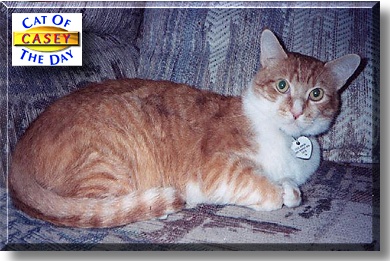 Casey, the Cat of the Day