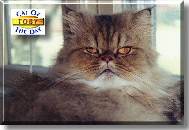 Toby, the Cat of the Day