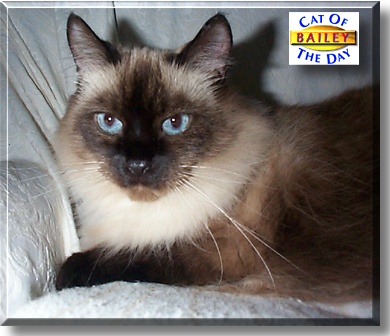 Bailey, the Cat of the Day