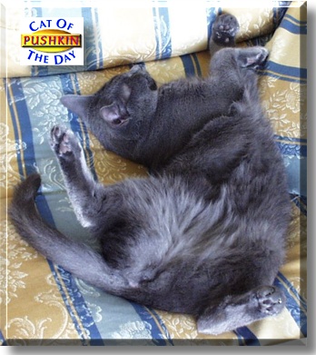 Pushkin, the Cat of the Day