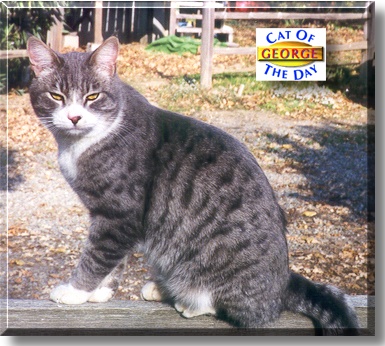 George, the Cat of the Day
