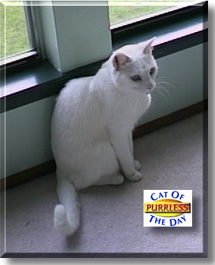 Purrless, the Cat of the Day