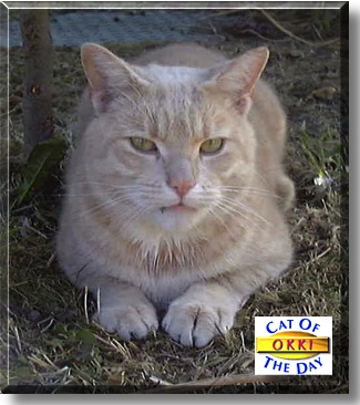 Okki, the Cat of the Day