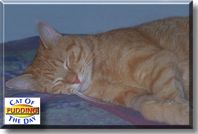 Pudding, the Cat of the Day