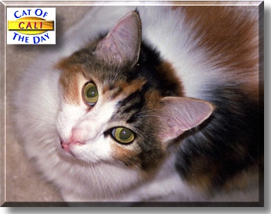 Cali, the Cat of the Day