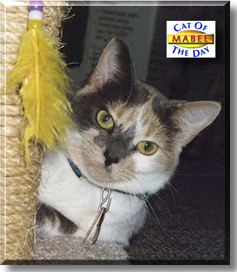 Mabel, the Cat of the Day