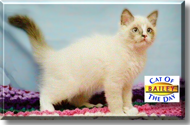 Bailey, the Cat of the Day
