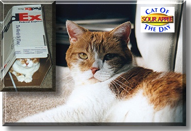 Sour Apple, the Cat of the Day