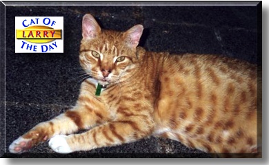 Larry, the Cat of the Day