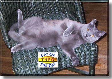 Theo, the Cat of the Day