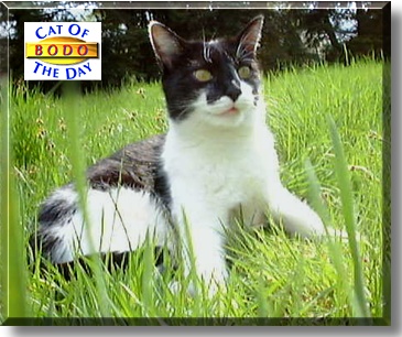 Bodo, the Cat of the Day