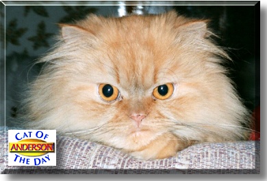 Anderson, the Cat of the Day