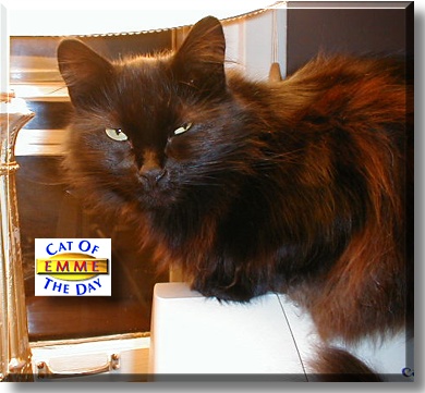Emme, the Cat of the Day