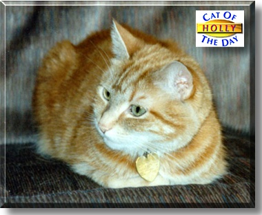 Holly, the Cat of the Day