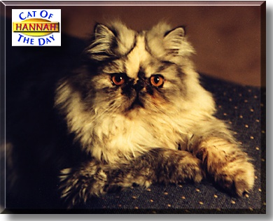 Hannah, the Cat of the Day