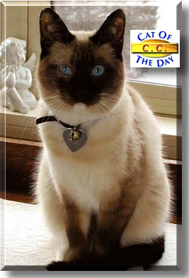 C.C., the Cat of the Day