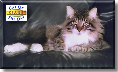 Klaus, the Cat of the Day