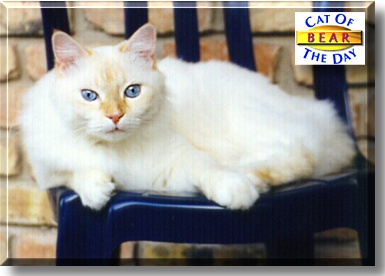 Bear, the Cat of the Day