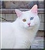Casper